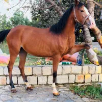 اسب|اسب و تجهیزات اسبسواری|سنندج, |دیوار