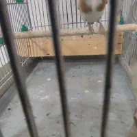 سهره|پرنده|شیراز, کوشک میدان|دیوار