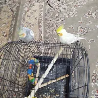 دوعدد عروس هلندی نر