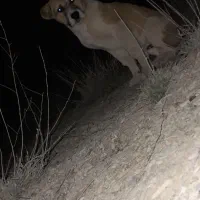 کوچو سگ سر کلع دار