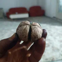 گردو