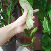 برگ زامیفولیا ابلق