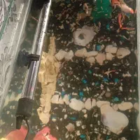 آکواریوم ماهی|ماهی|مشهد, ثامن|دیوار