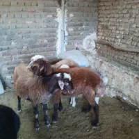 بره نرپای پروار