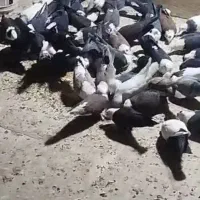 کل سفید|پرنده|کهک, |دیوار