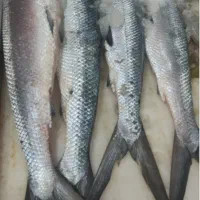 انواع ماهی خوزستان