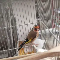 سهره|پرنده|اراک, |دیوار