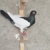 کبوتر یهودی سیاه ماده پر و دست کوتاه