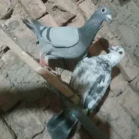 کبوتر