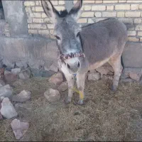 الاغ.|حیوانات مزرعه|کوهدشت, |دیوار