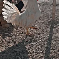 خروس فروشی|حیوانات مزرعه|گلپایگان, |دیوار