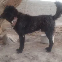 دو عدد سگ گله ای و نگهبان درجه یک