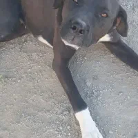 سگ نژاد دار