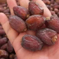 خرما بریمی درجه یک