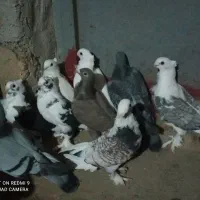 10 عدد کبوتر بلژیکی اصل طاووسی|پرنده|گنبد کاووس, |دیوار