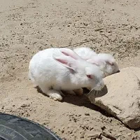 دوعدد خرگوش فروشی