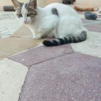 واگذاری رایگان گربه ناز و مهربون
