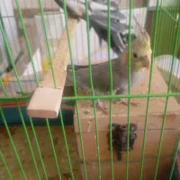 عروس هلندی|پرنده|سراوان, |دیوار