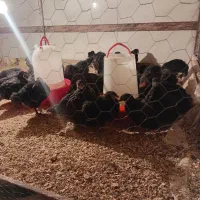 جوجه مرغ وخروس محلی اصل تمام مشکی۱۳۰