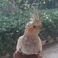 جوجه عروس هلندی و بالغ و مرغ عشق|پرنده|بندر انزلی, پیل علی باغ|دیوار