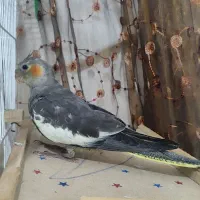 جوجه عروس هلندی|پرنده|رشت, کوی مهر|دیوار