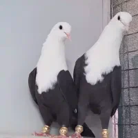 دوکت پلنگ لرستان پشتار