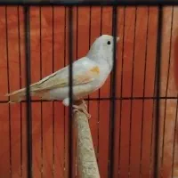 قناری موزاییکی