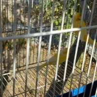 قناری نر|پرنده|شیروان (خراسان), |دیوار