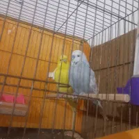 مرغ عشق انگلیسی|پرنده|تفت, |دیوار