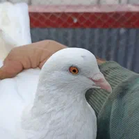 کبوتر ماده تیر ماهی نر جوزی مهری|پرنده|رشت, آب و برق|دیوار