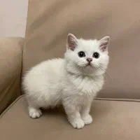 فروشگاه گربه‌ها ( پرشین / بریتیش / اسکاتیش )