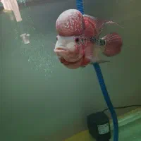 فلاور رد دراگون نر|ماهی|بجنورد, |دیوار