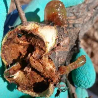 باغچه کاری ویلا .|خدمات باغبانی و درختکاری|اراک, |دیوار