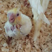 دو عدد جوجه  نرم خور  لوتینو 40 و 30 روزه|پرنده|قرچک, شهرک گلها|دیوار