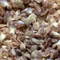 چربی گوساله بجه فیله سنگدان چرخ شده نخودی