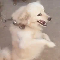 سگ پاپی نگهبان کسی داره زنگ بزنه