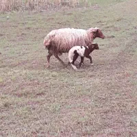 گوسفند با بره دانه ای ۱۸میلیون پانصد مقطوع.