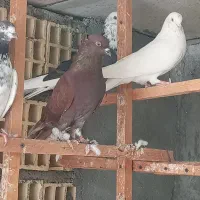 کبوتر جمله ای