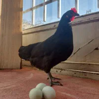 مرغ دورگه لاکندزی با تخم سبز ابی|حیوانات مزرعه|شاهین‌شهر, سعدی شمالی|دیوار