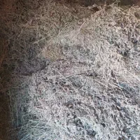 بیده|کلکسیون و سرگرمی|نیشابور, مازول|دیوار