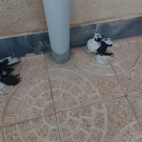 کبوتر ابلاغ سیاه