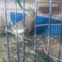 عروس هلندی