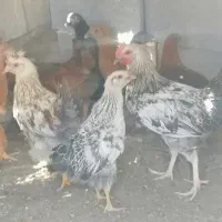 مرغ نیمچه