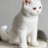 بریتیش ماده و نر