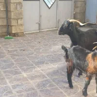 بز با بزغاله|حیوانات مزرعه|هندمینی, |دیوار