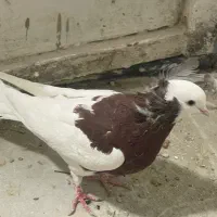 کبوتر|پرنده|شیراز, کوزه گری|دیوار