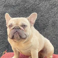 فرنچبولداگ اگزوتیک