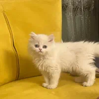 گربه