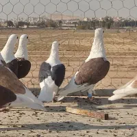 کفتر دوکت وپشتی نرماده آلمانی