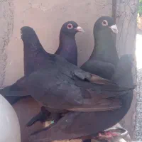 ۲جفت کلاغ هیکلی